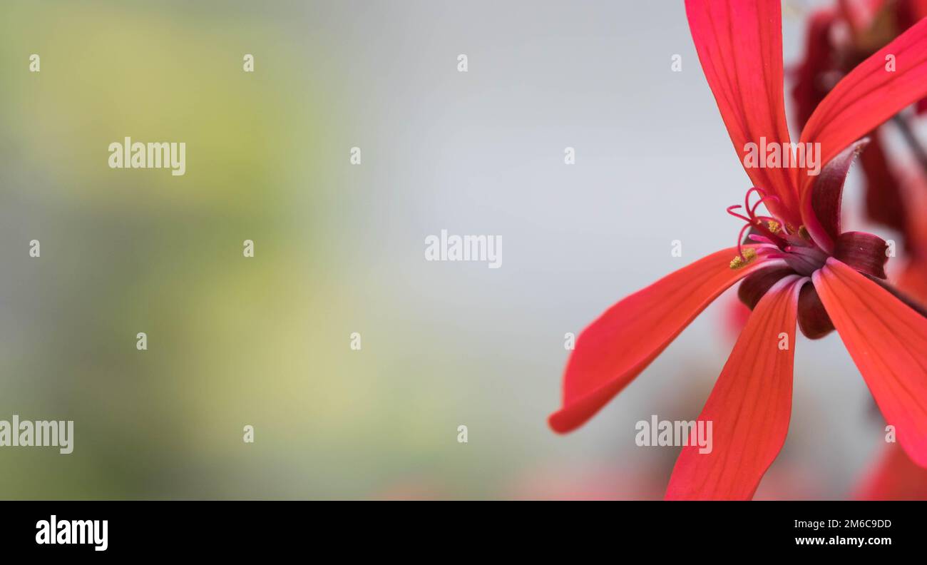 Copy space with Extreme close up of a colourful flower stamen and stigma. Stock Photo