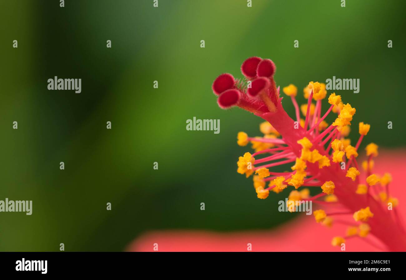Extreme close up of a colourful flower stamen and stigma. Stock Photo