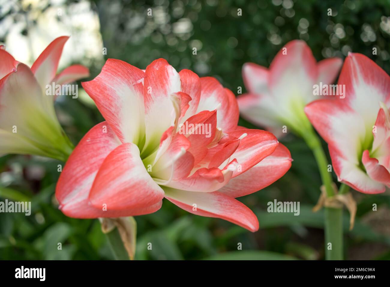 Pink and White Amaryllis; Hippeastrum Hybridum, a Genus of South American Bulbs Stock Photo