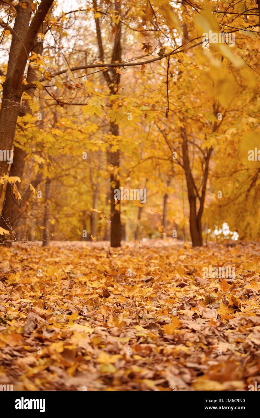 Autumn park with trees and bushes, yellow leaves on the ground and on ...