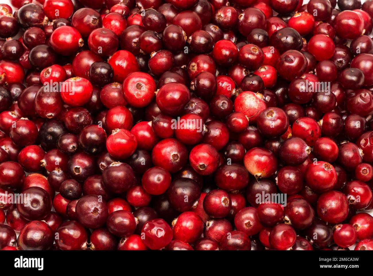 Ripe red berries of cranberries in large quantities Stock Photo