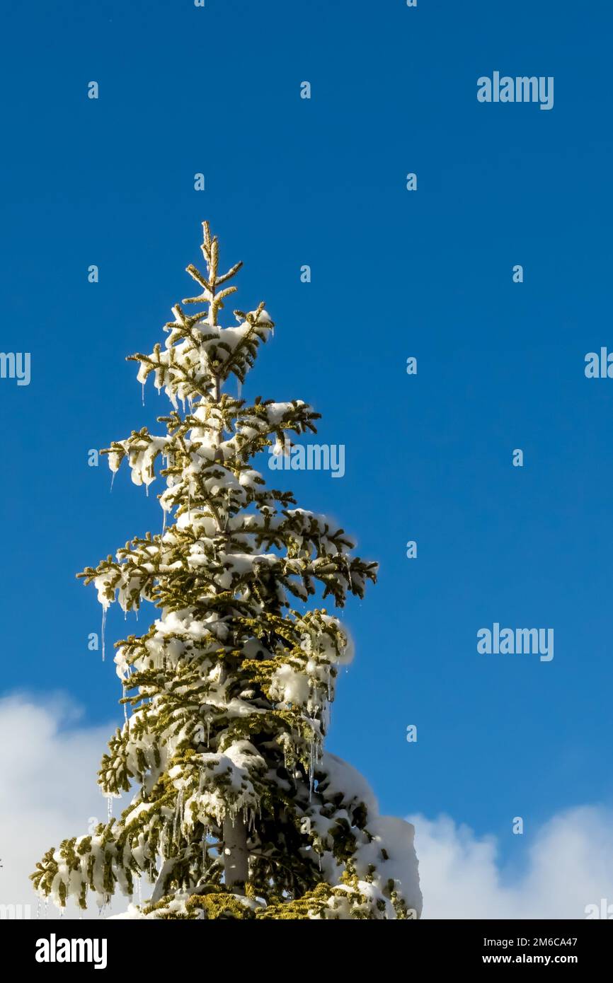 Blue Sky, Climate Change at Southern California, Big Bear Mountain, San
