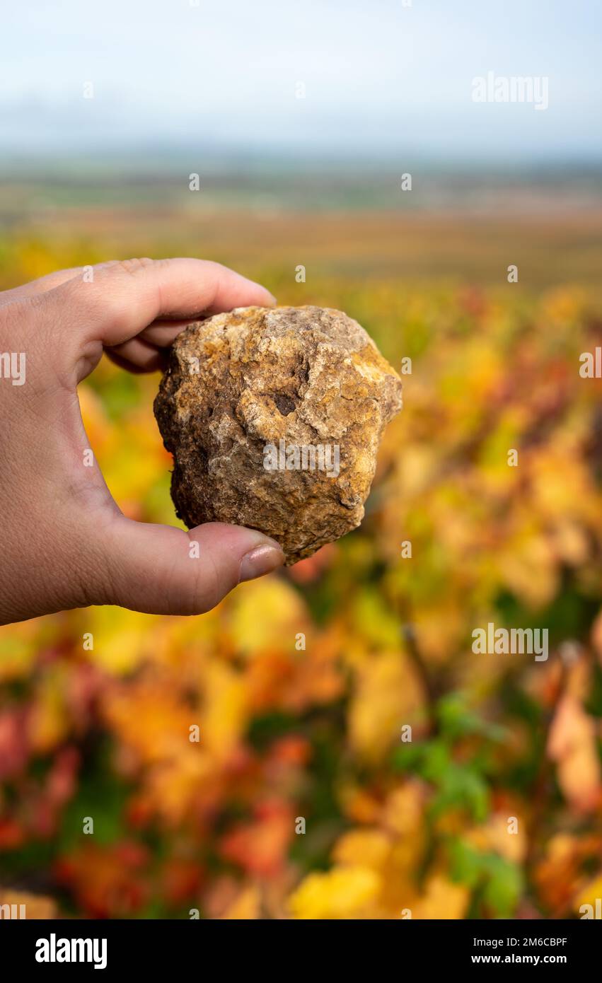 Hand with example of soil flintstones on colorful grand cru Champagne ...