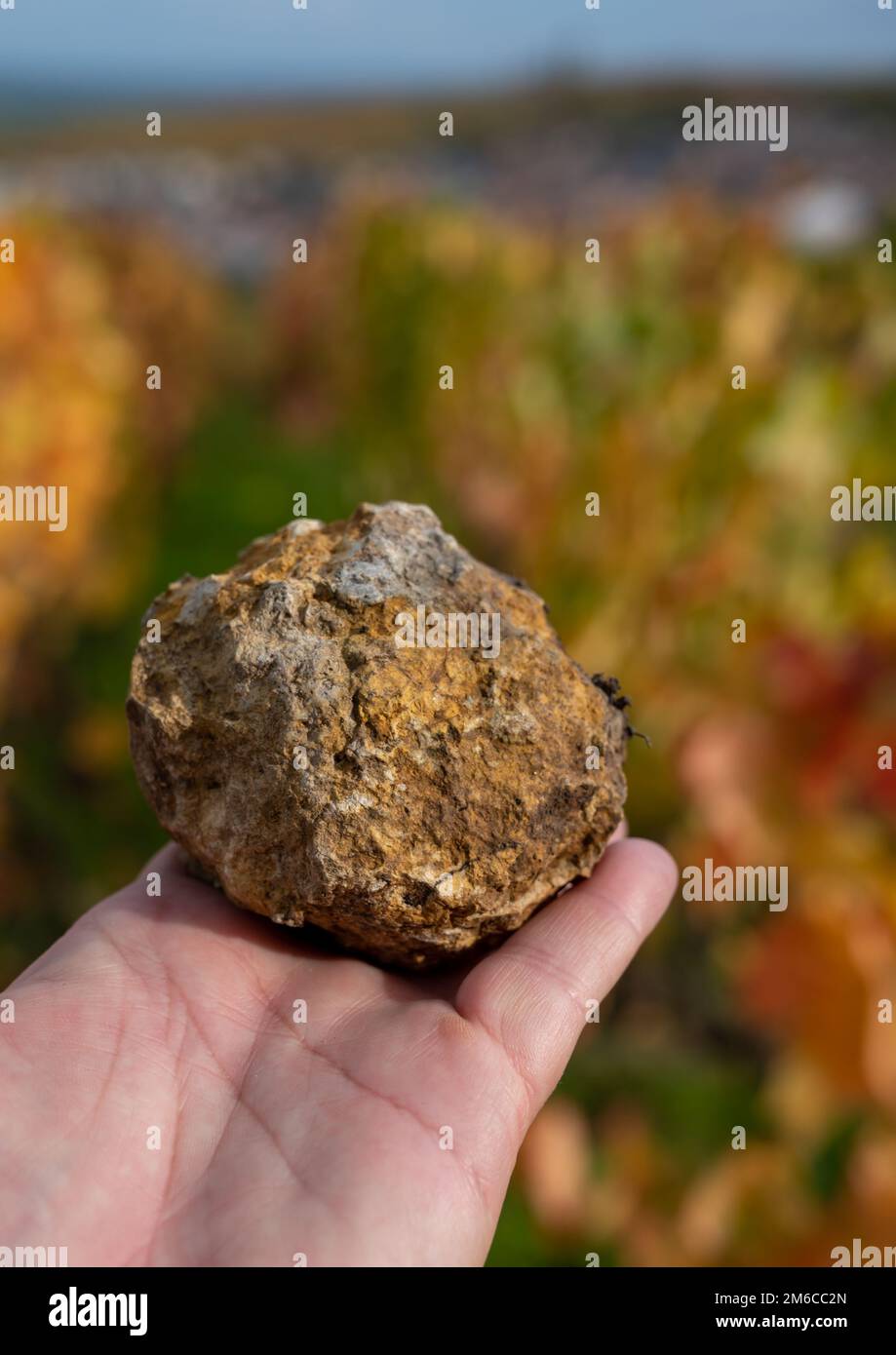 Hand with example of soil flintstones on colorful grand cru Champagne ...