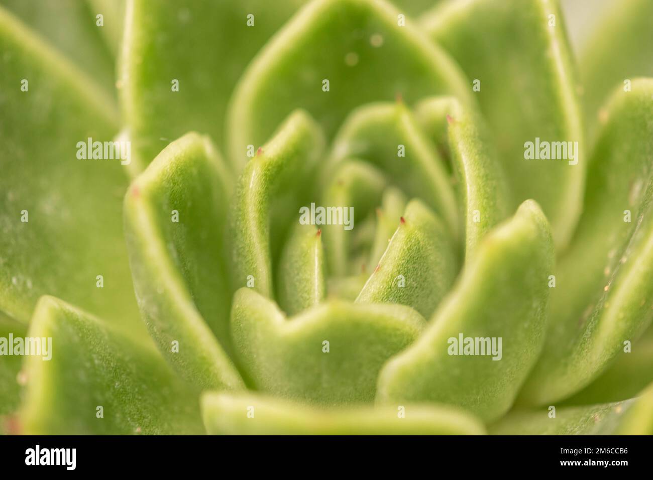 Echeveria secunda species texture and close up view. Stock Photo