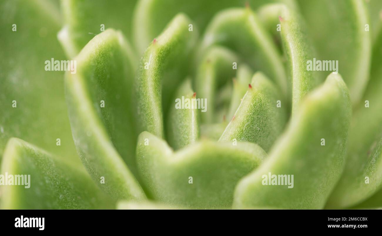 Echeveria secunda species texture and close up view. Stock Photo
