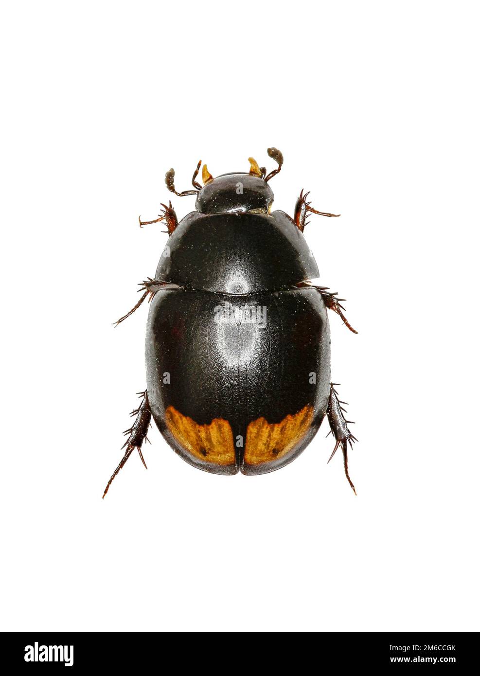 Sphaeridium Scavenger beetle hi-res stock photography and images - Alamy
