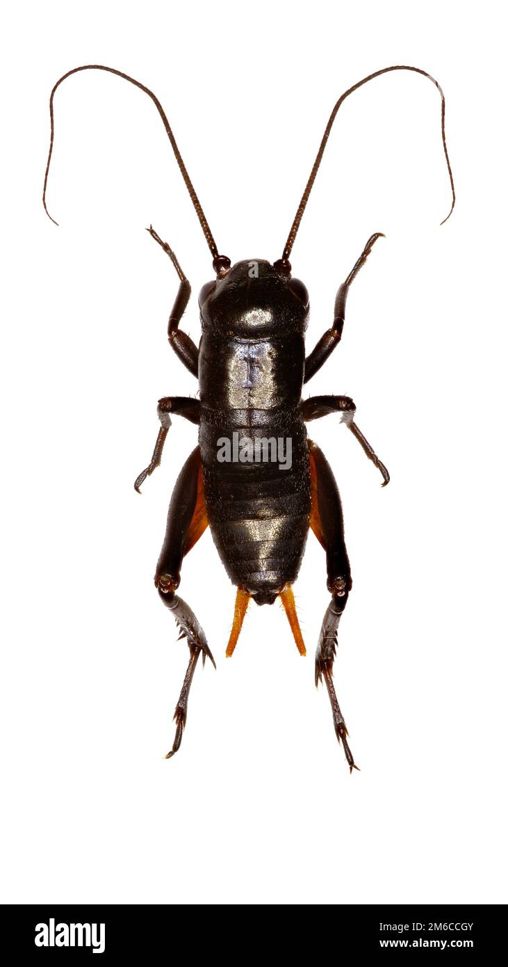 Field Cricket Larva on white Background Gryllus campestris (Linnaeus