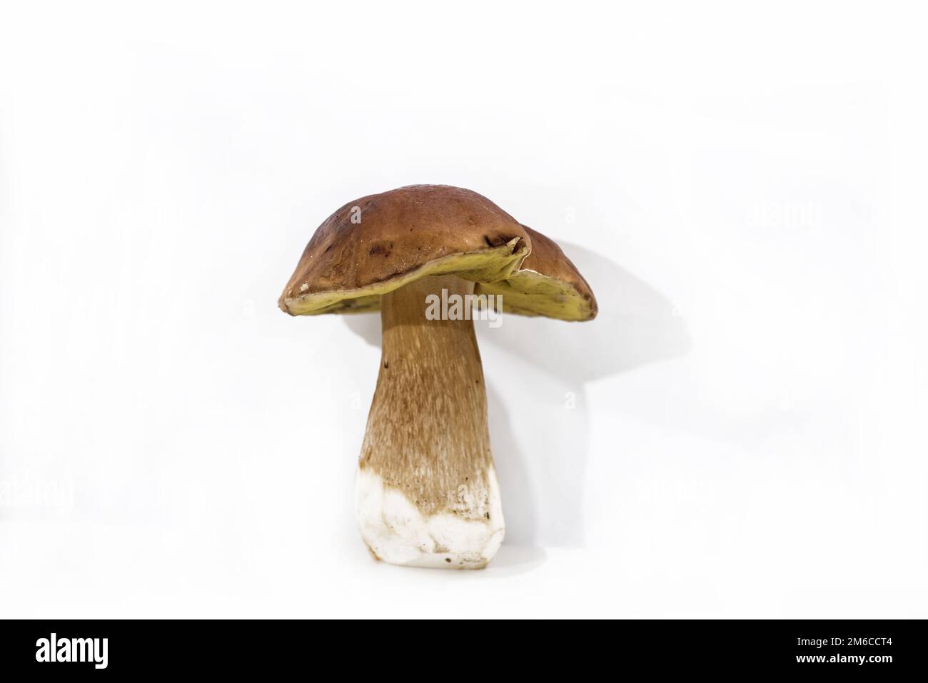 Autumn mushrooms collection Stock Photo - Alamy
