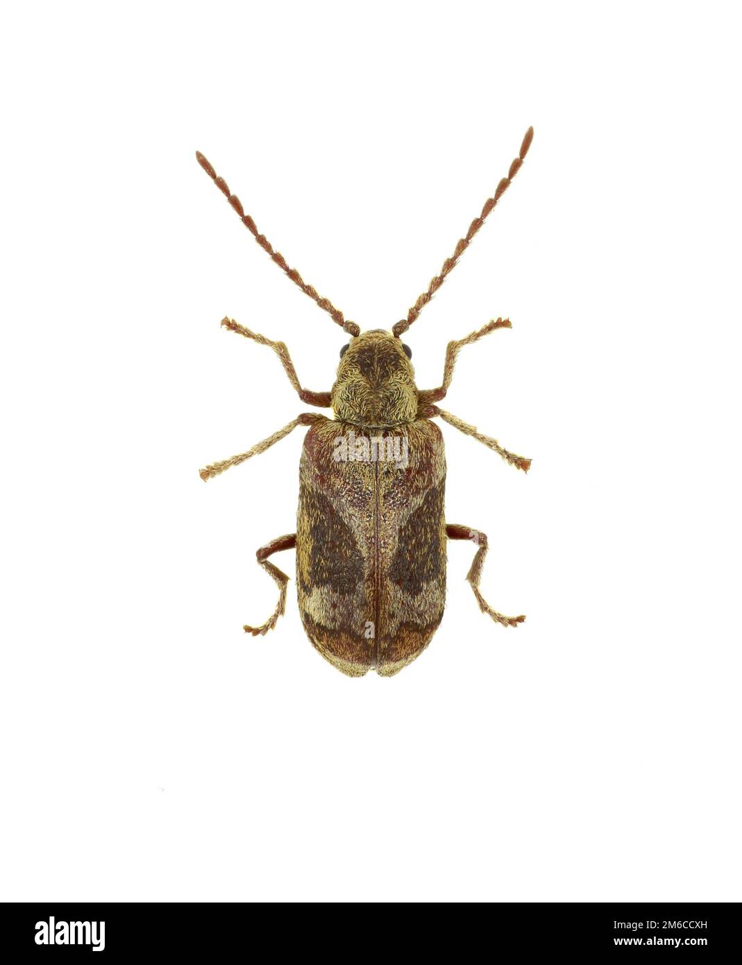 Death Watch Beetle Ptinomorphus on white Background  -  Ptinomorphus imperialis (Linnaeus 1767) Stock Photo