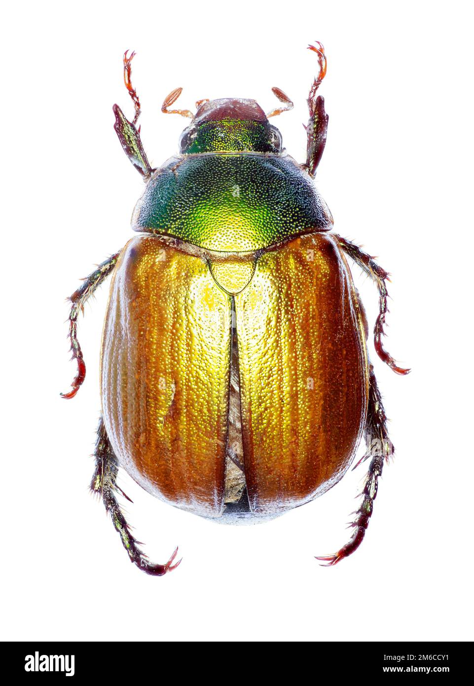 Vine Chafer on white Background  -  Anomala vitis (Fabricius 1775) Stock Photo