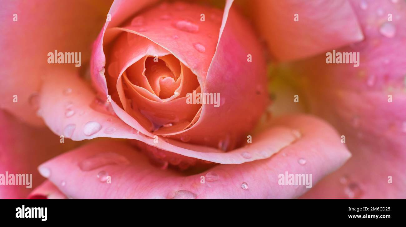 Beautiful rose close up image with rain drops. Stock Photo