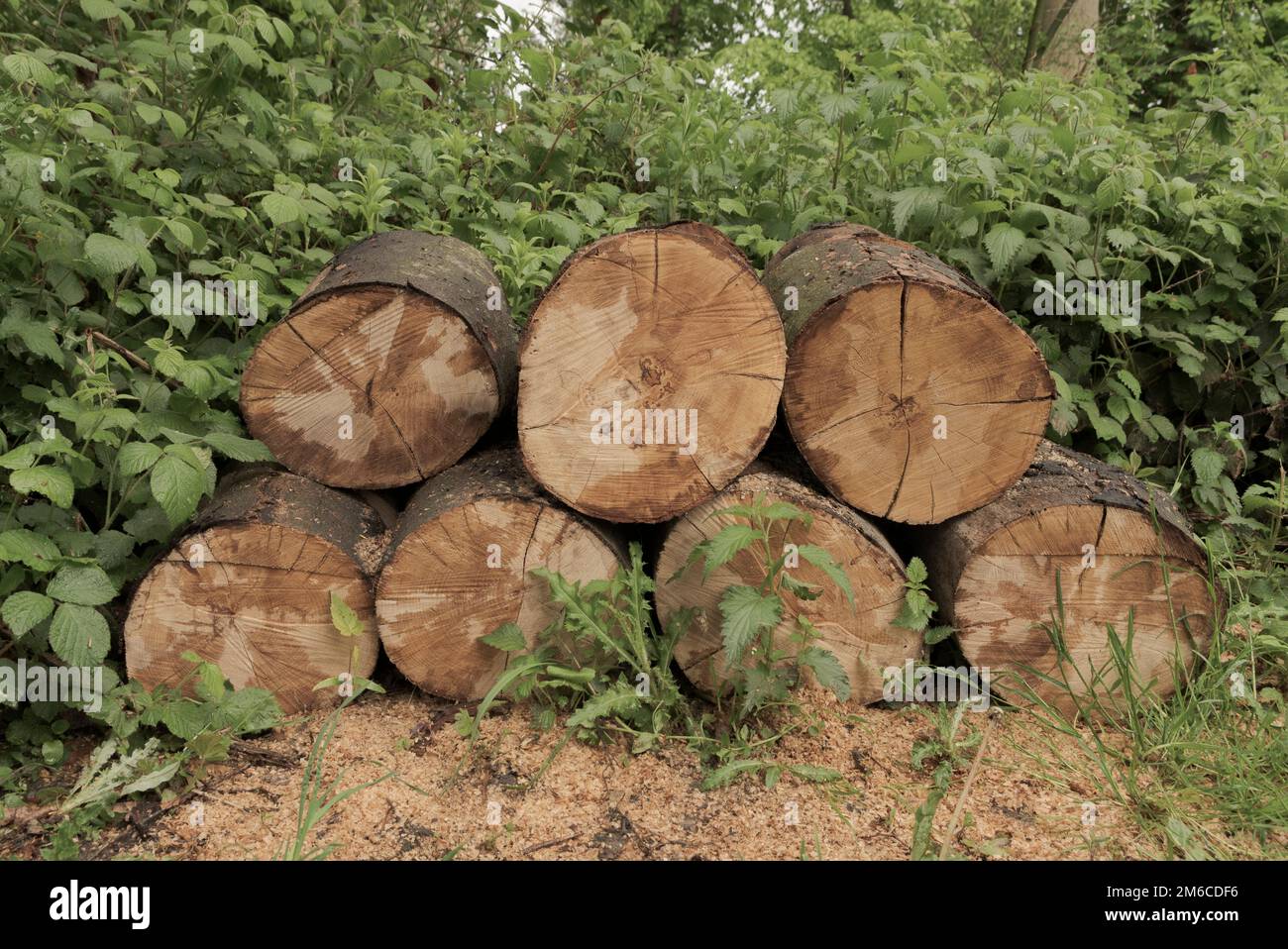 Seven logs lying on the grass. Rough saw cut Stock Photo Alamy