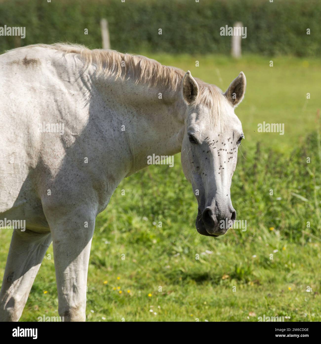 A white horse in the meadow Stock Photo - Alamy