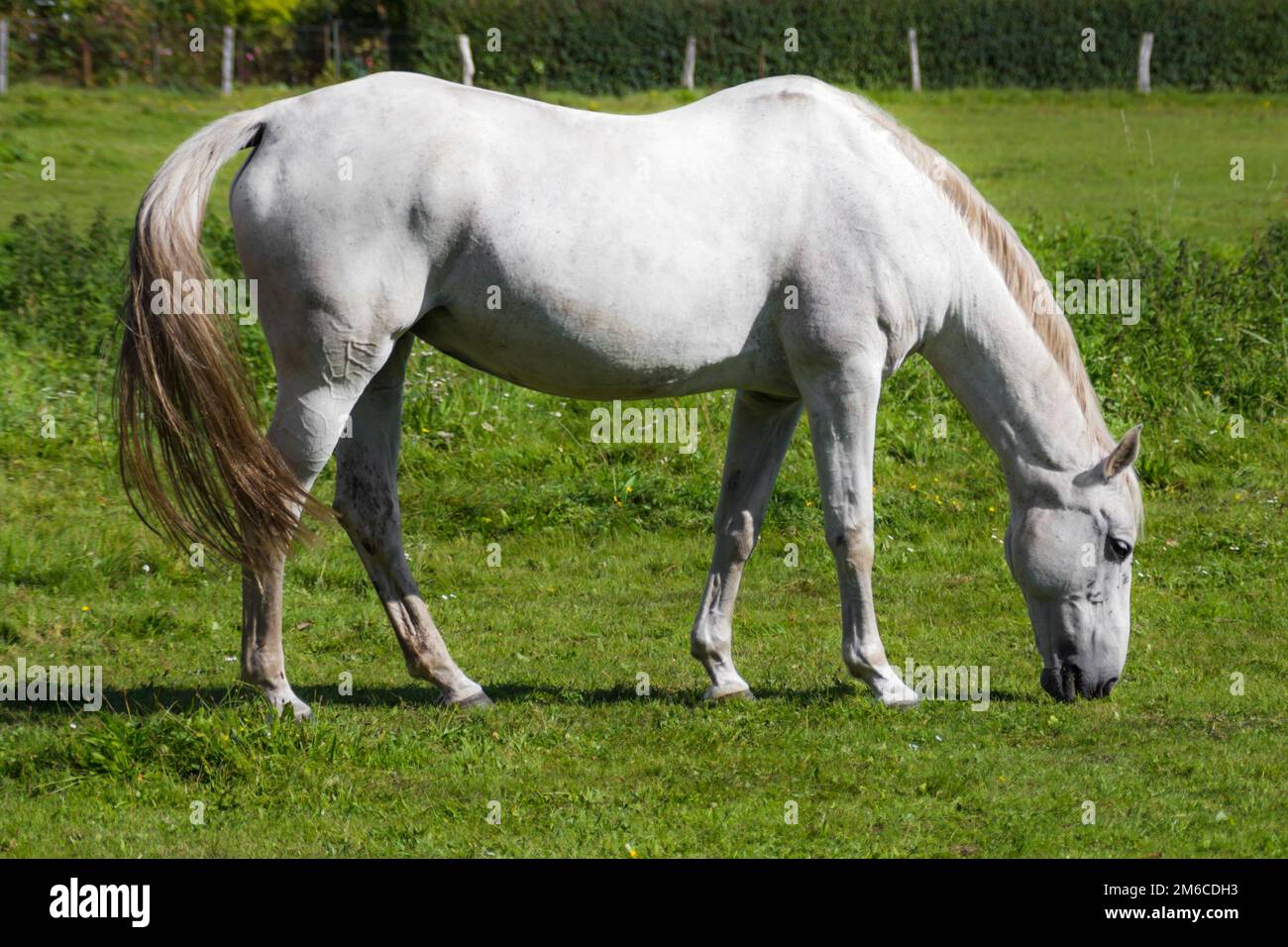A white horse in the meadow Stock Photo - Alamy