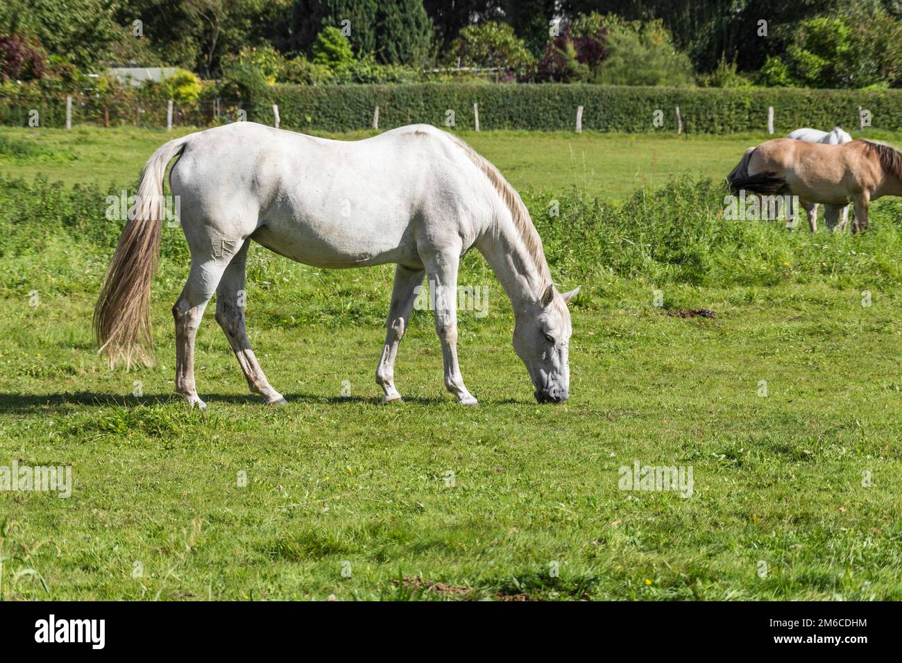 A white horse in the meadow Stock Photo - Alamy