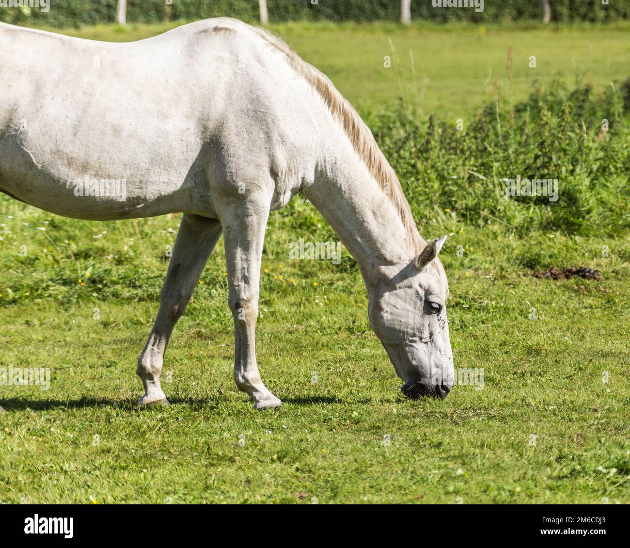 A white horse in the meadow Stock Photo - Alamy