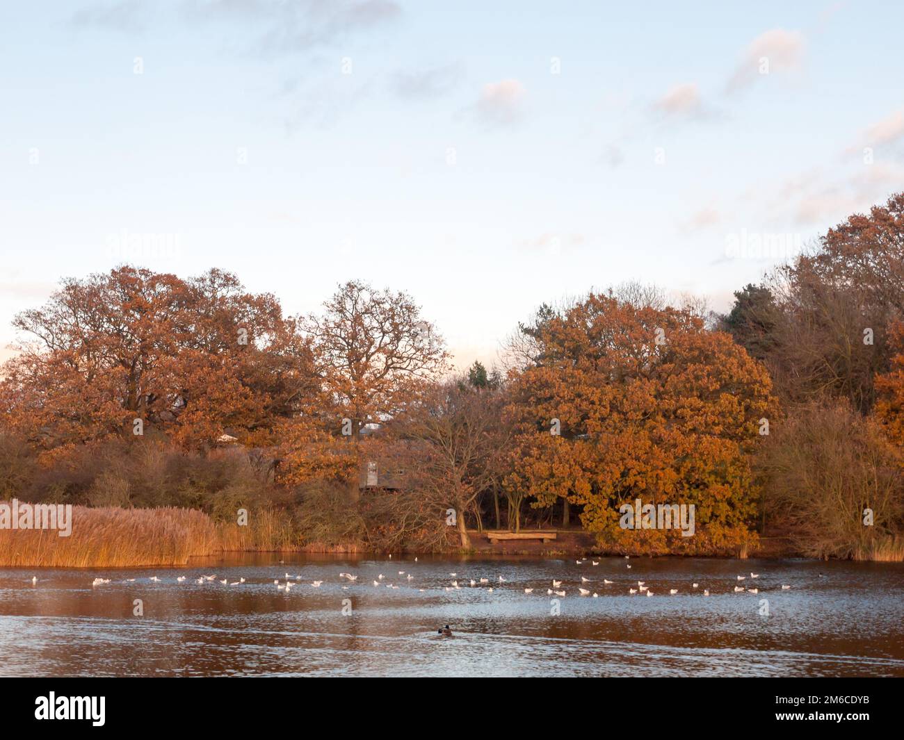 Autumn trees landscape lake country reflections in water ducks Stock Photo