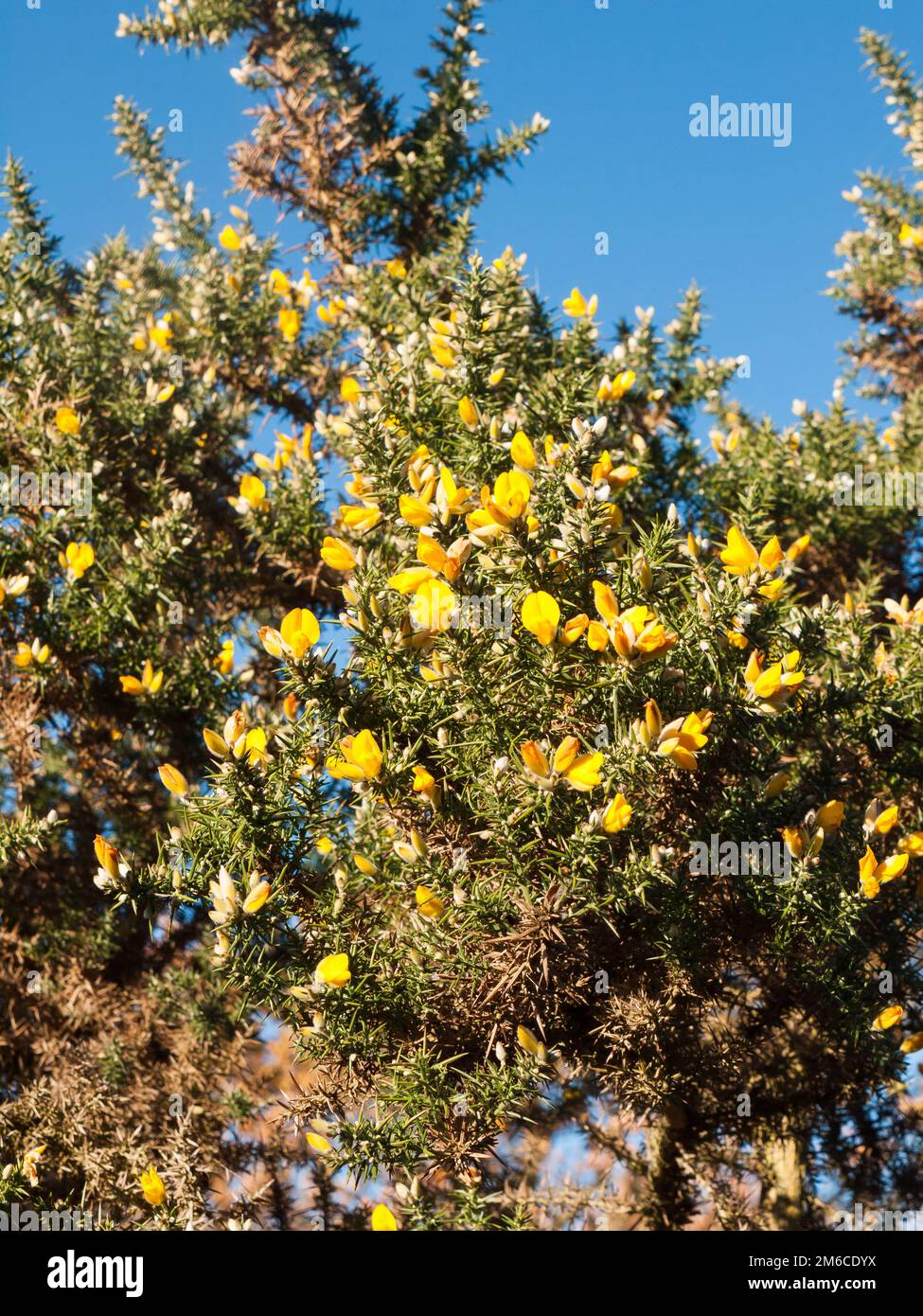 Beautiful yellow gorse flowering plant spiky autumn tree background Stock Photo