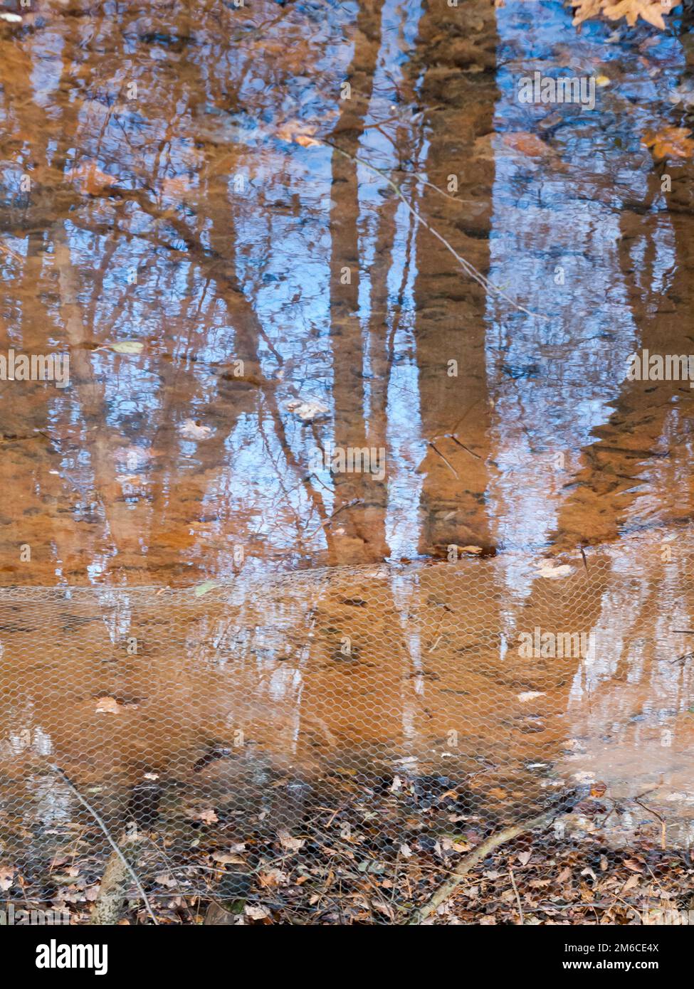Autumn brown dead leaves near lake surface water dreary reflections Stock Photo