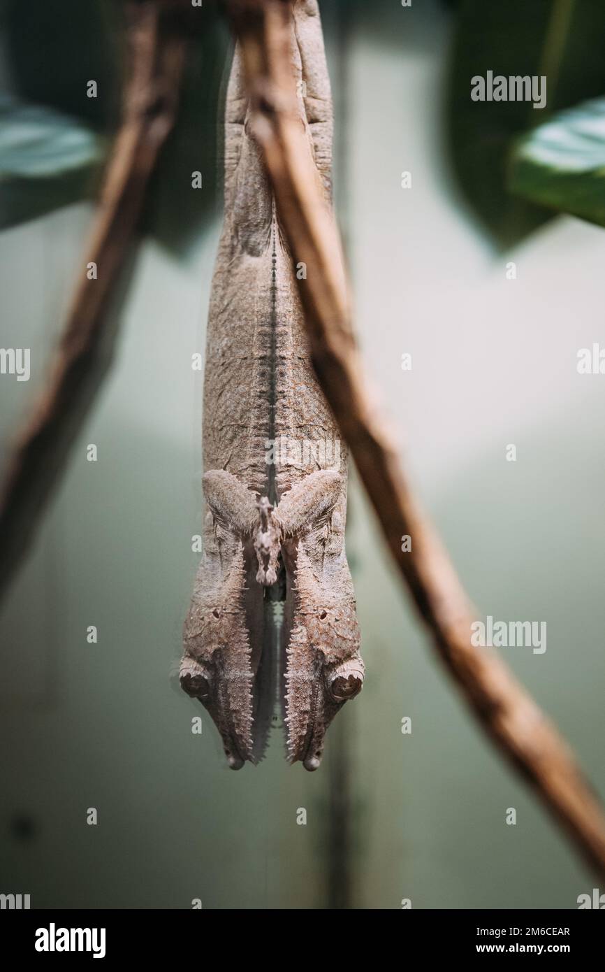Gecko hanging upside down on glass terrarium Stock Photo