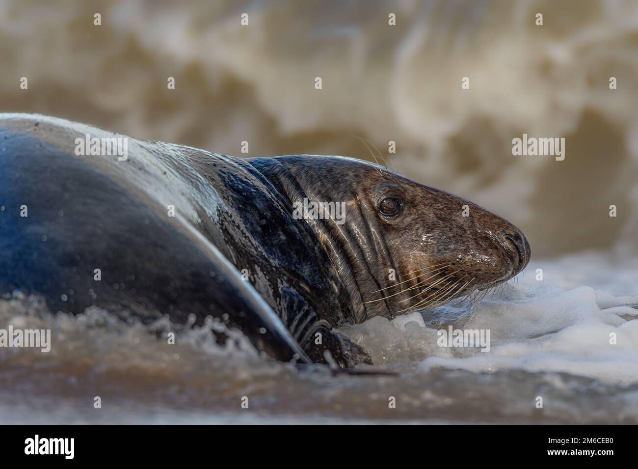 Male Grey Seal Halichoerus grypus in the tidal surf at Horsey, North East Norfolk, UK Stock Photo