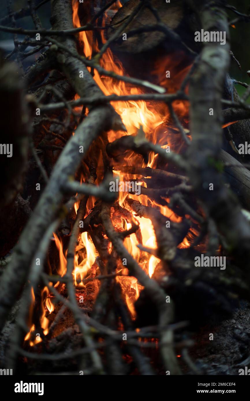 Fire in forest. Flame is yellow. Burning of dry branches Stock Photo