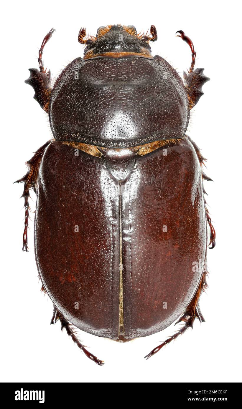 European rhinoceros beetle on white Background - Oryctes nasicornis ...