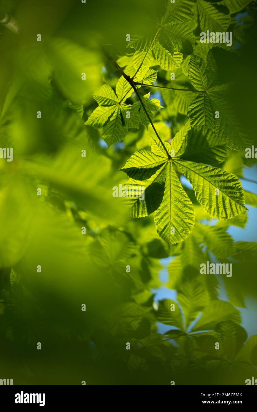 Green leaves against bright sun hi-res stock photography and images - Alamy