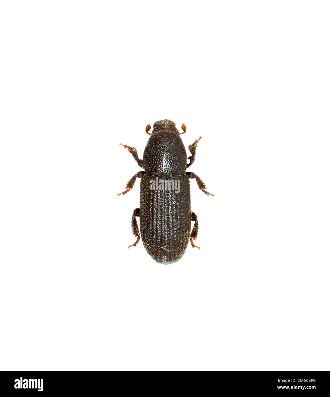 Bark Beetle on white Background  -  Hylastes cunicularius (Erichson, 1836) Stock Photo