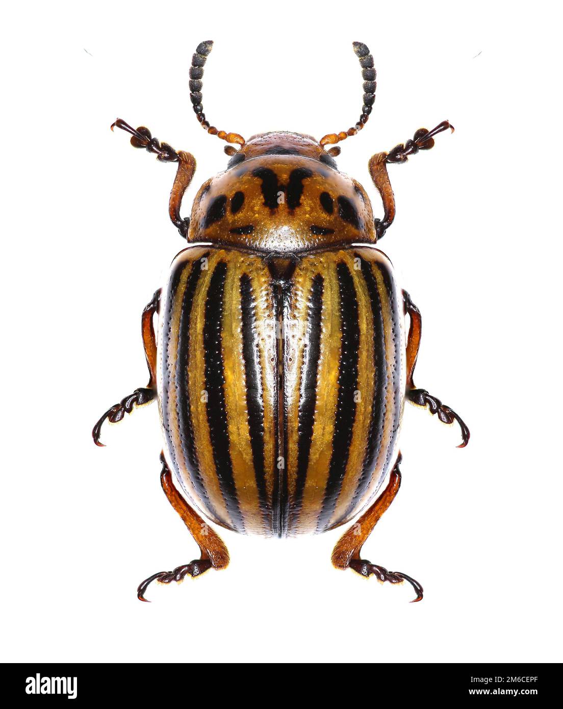 Potato beetle on white Background Leptinotarsa decemlineata (Say 1824
