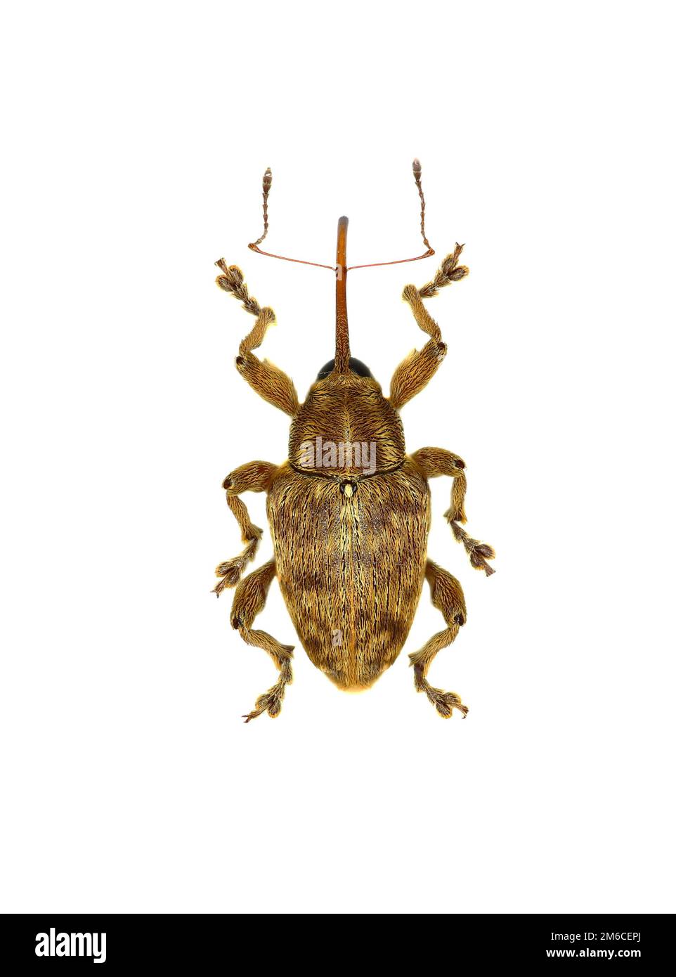 Acorn Nut Weevil on white Background  -  Curculio venosus (Gravenhorst, 1807) Stock Photo
