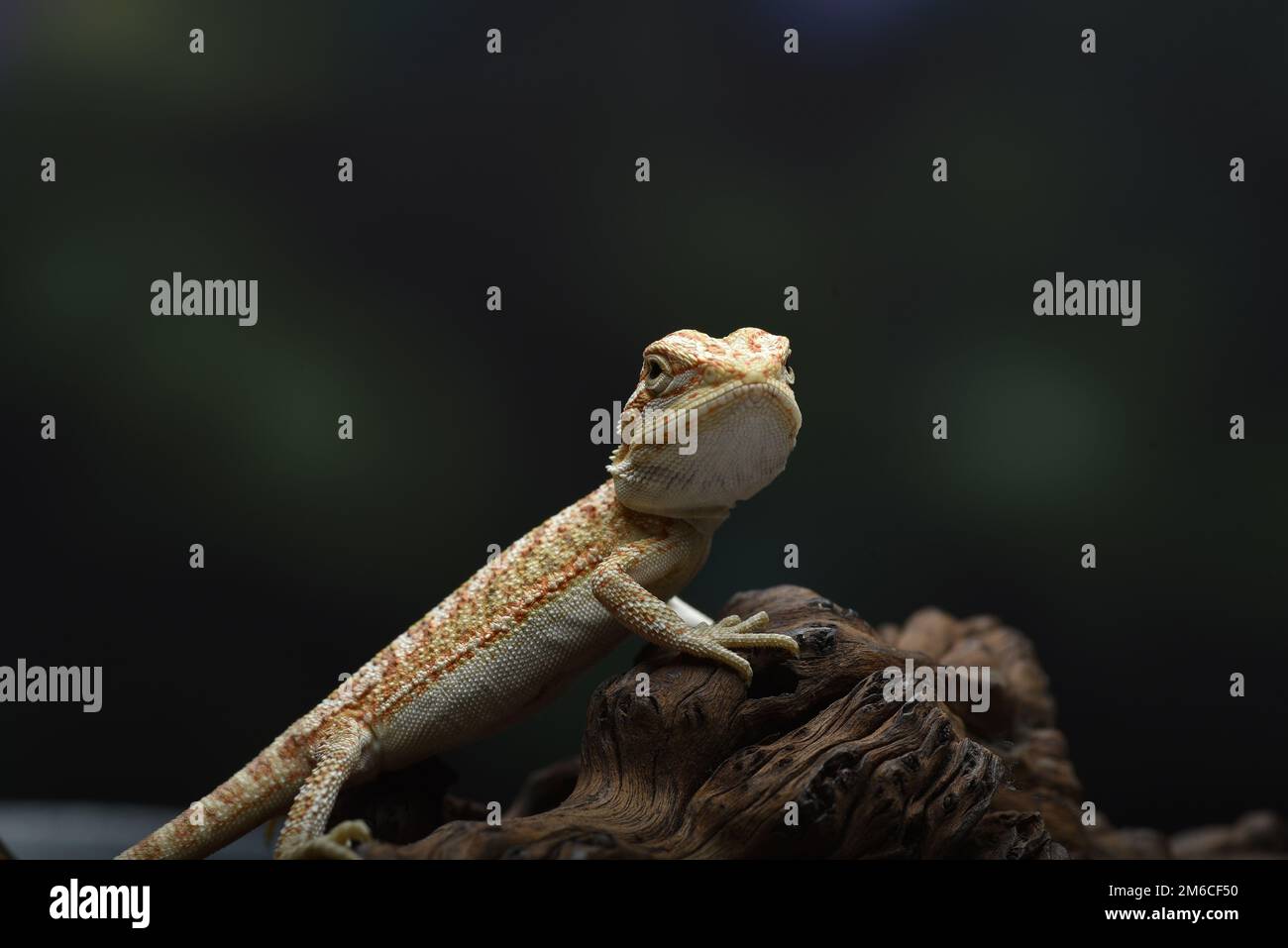 Bearded dragon on a tree Stock Photo Alamy
