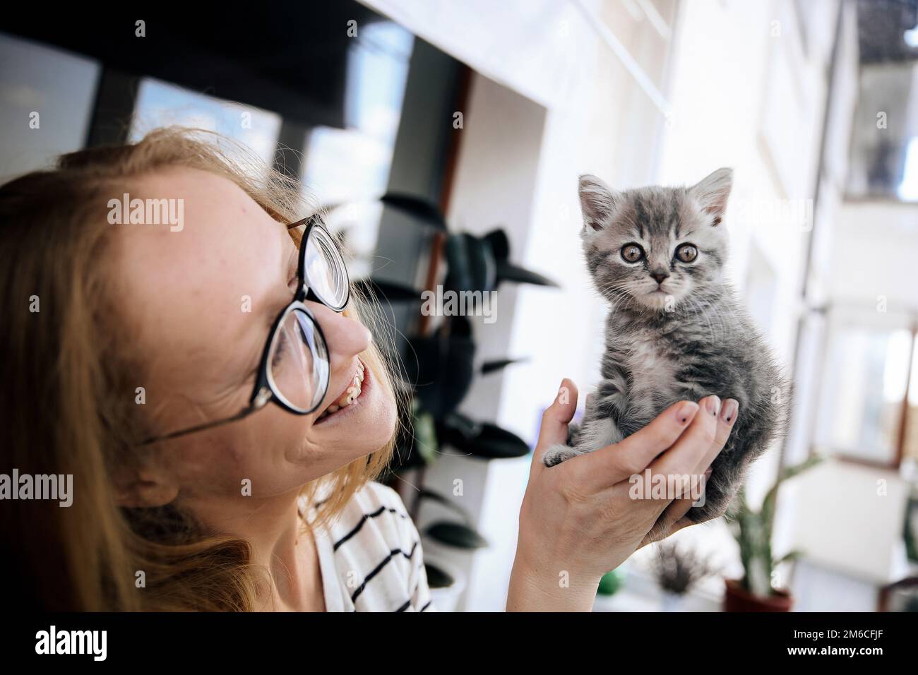 The girl holds and looks at Scottish straight kitten Stock Photo