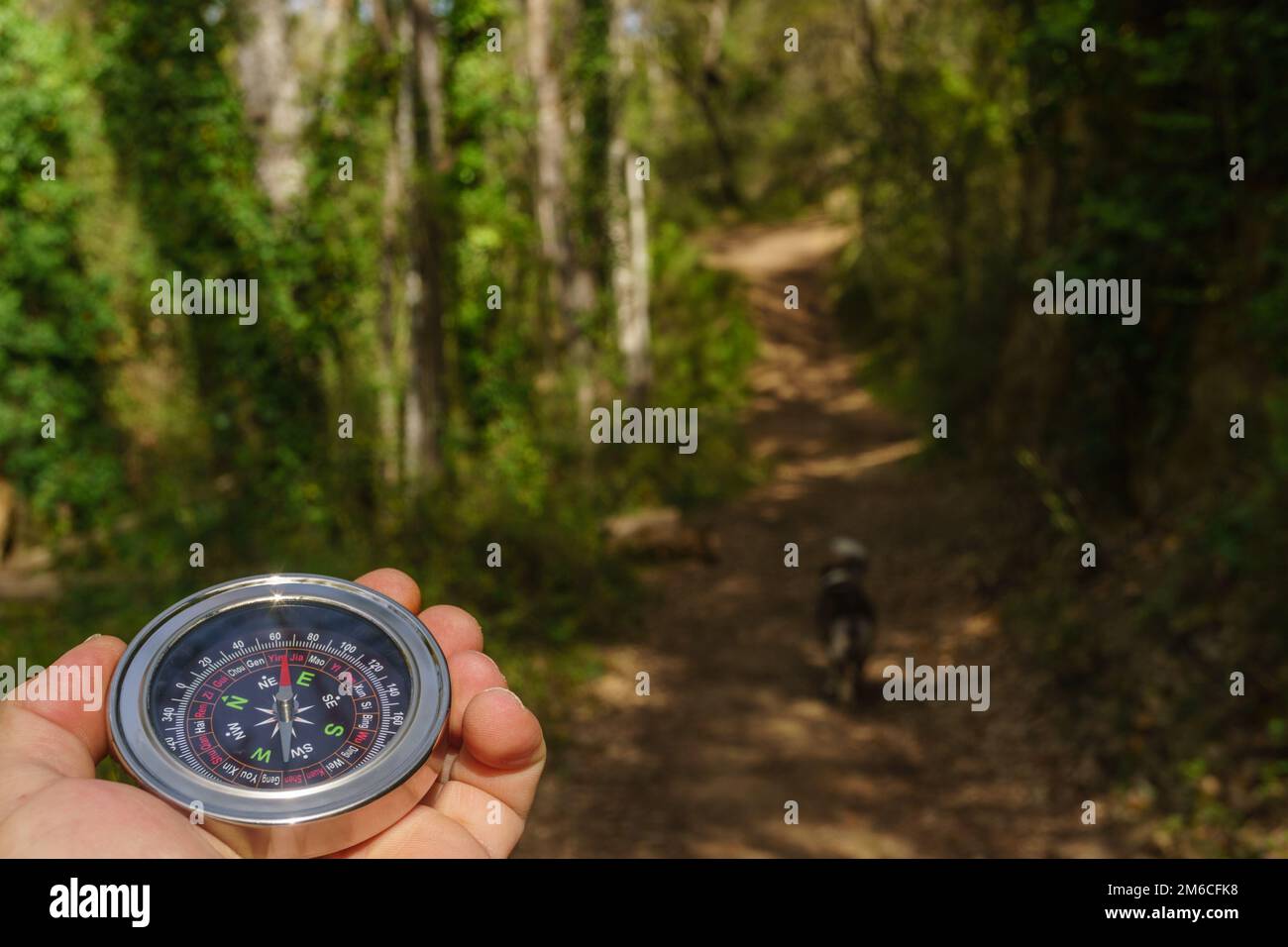 man orienting himself with a compass in the woods Stock Photo Alamy