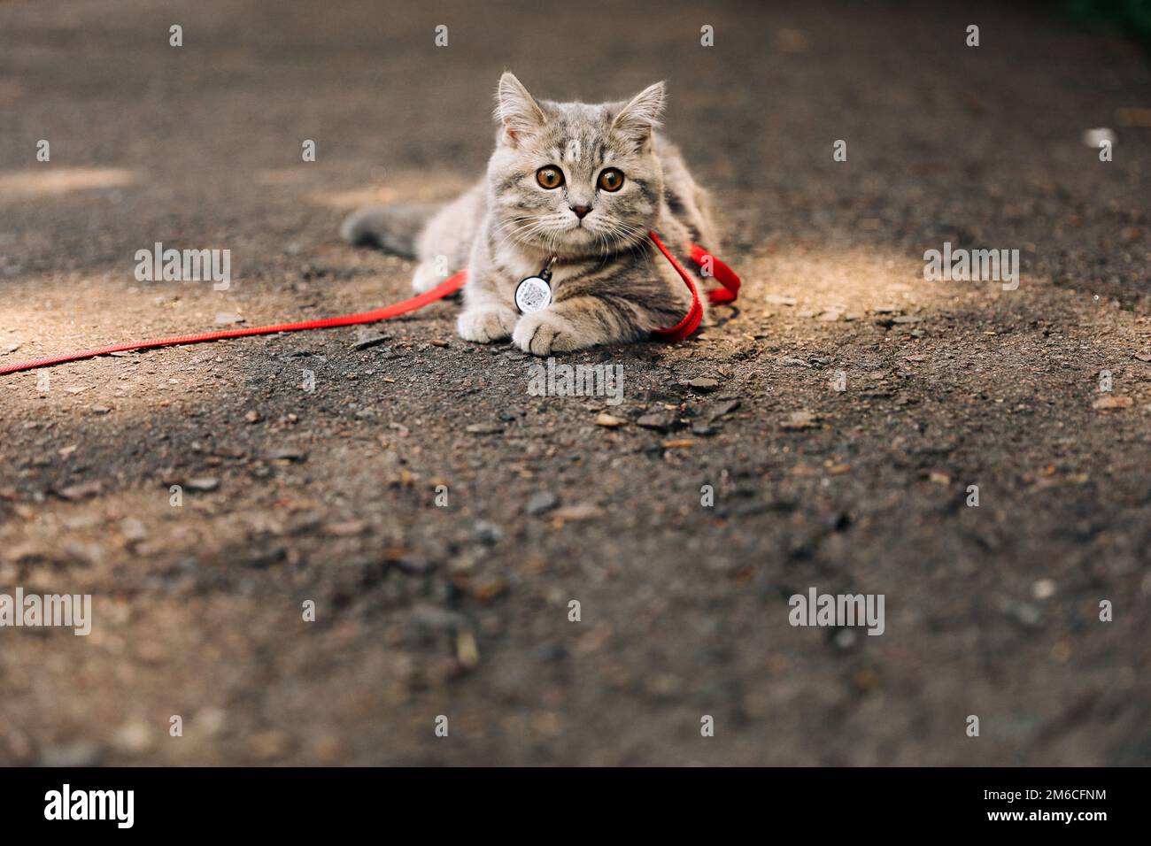 Scottish straight kitten on a walk with with ID passport Stock Photo