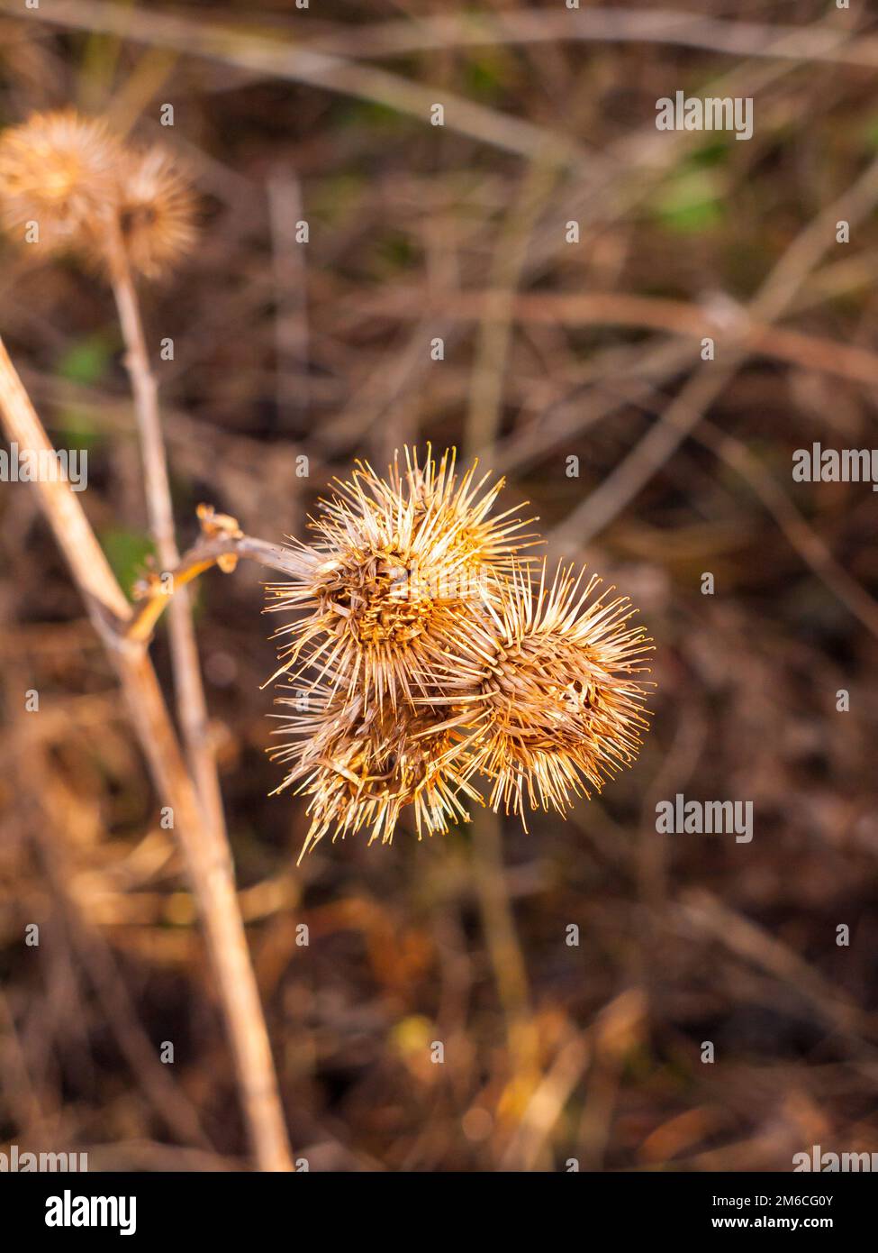 Dead flower heads spiky close up brown stalks autumn Stock Photo