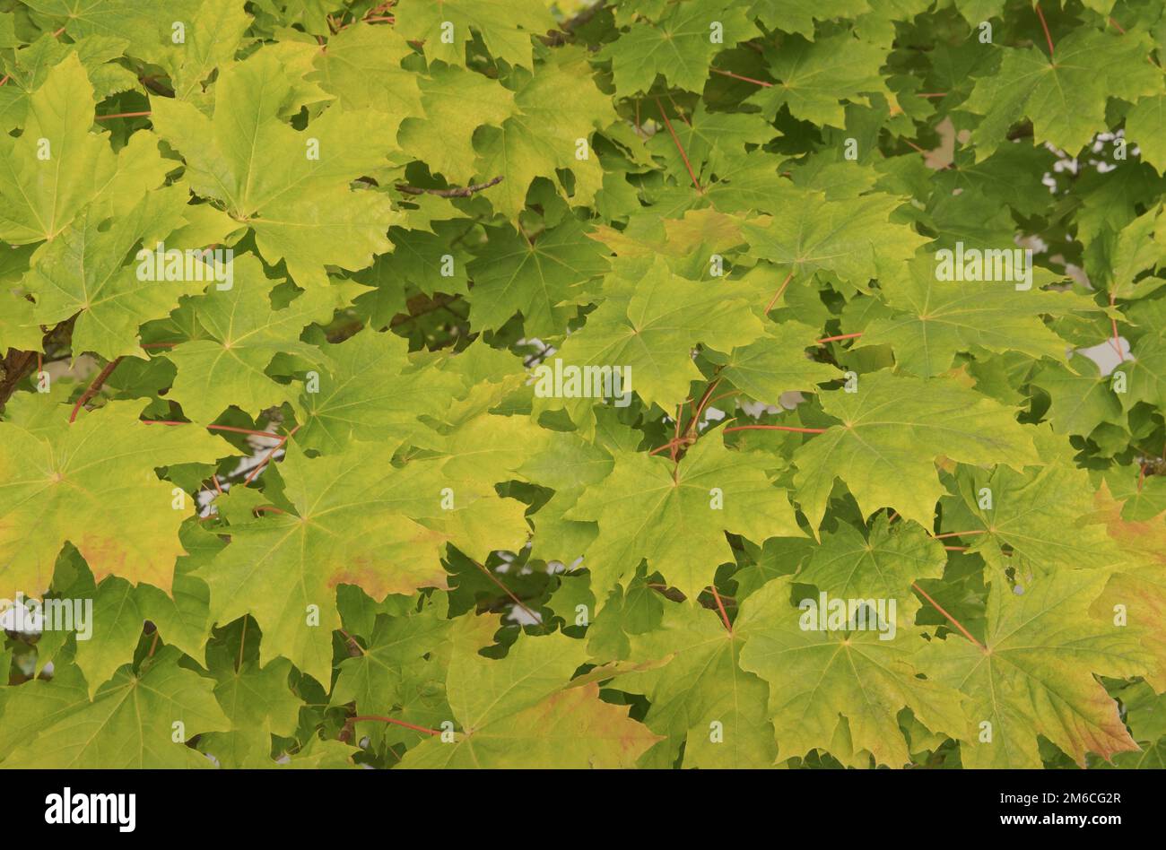Early autumn motive. Maple leaves start to turn yellow. Soft delicate ...