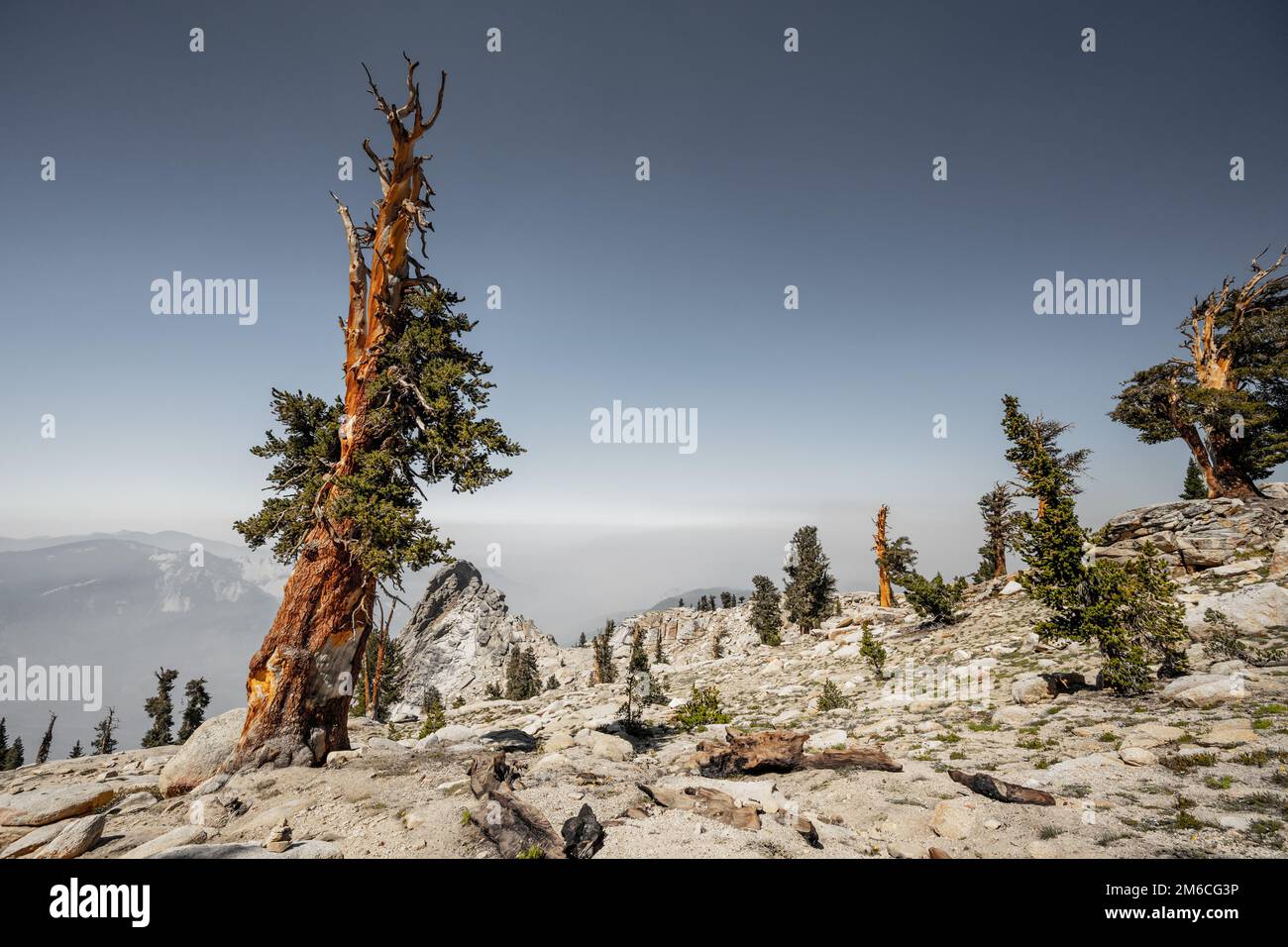 Foxtail Pine Trees Across the Rocky Slopes of the Sierra Mountains in Sequoia National Park Stock Photo