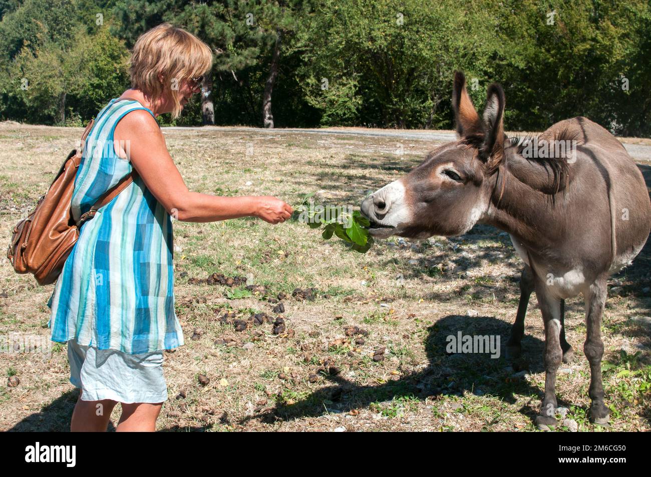 Woman feeding donkey on meadow in sunny summer day Stock Photo