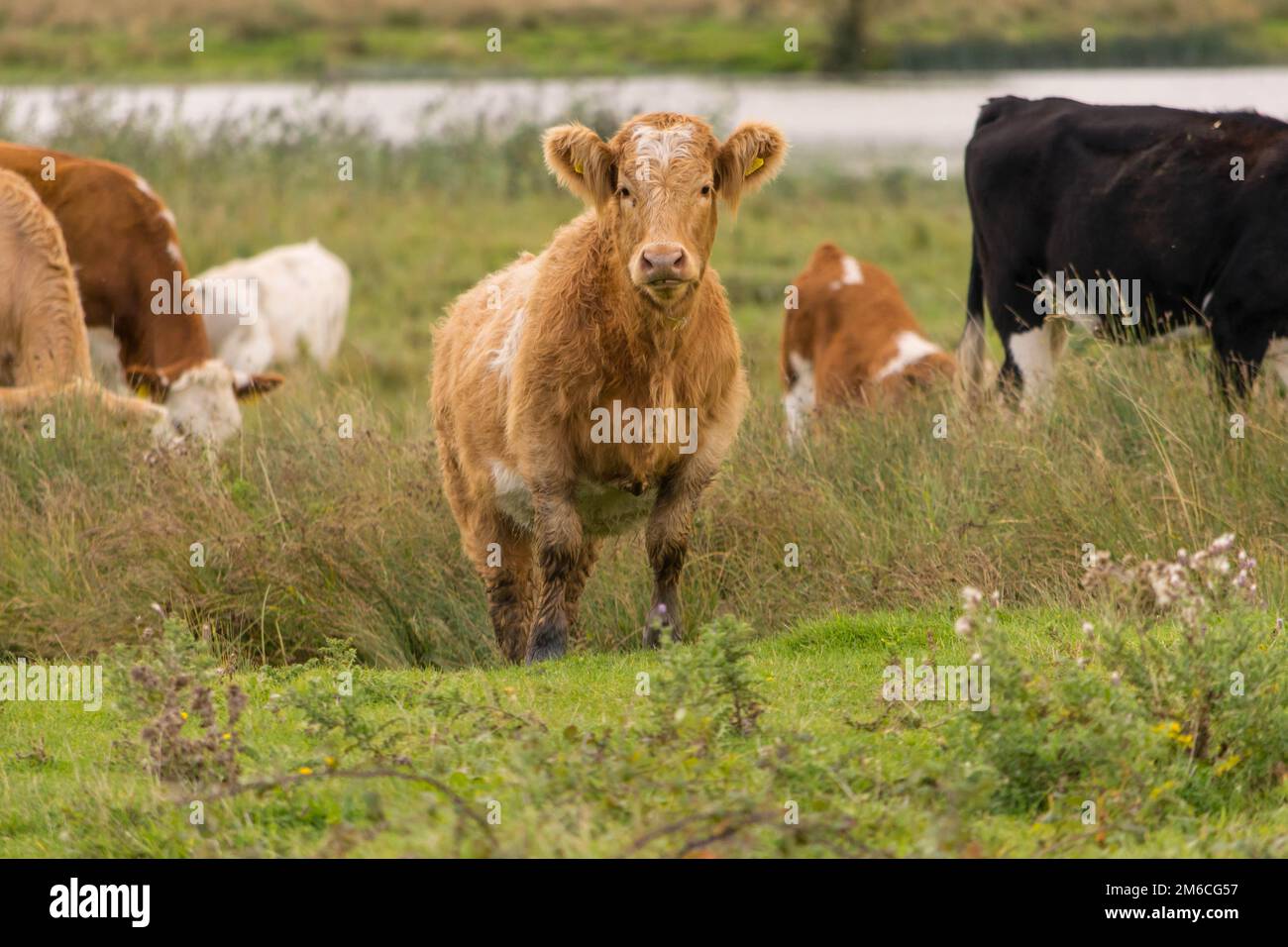 Eye contact with a Red Ayrshire Cow. Stock Photo
