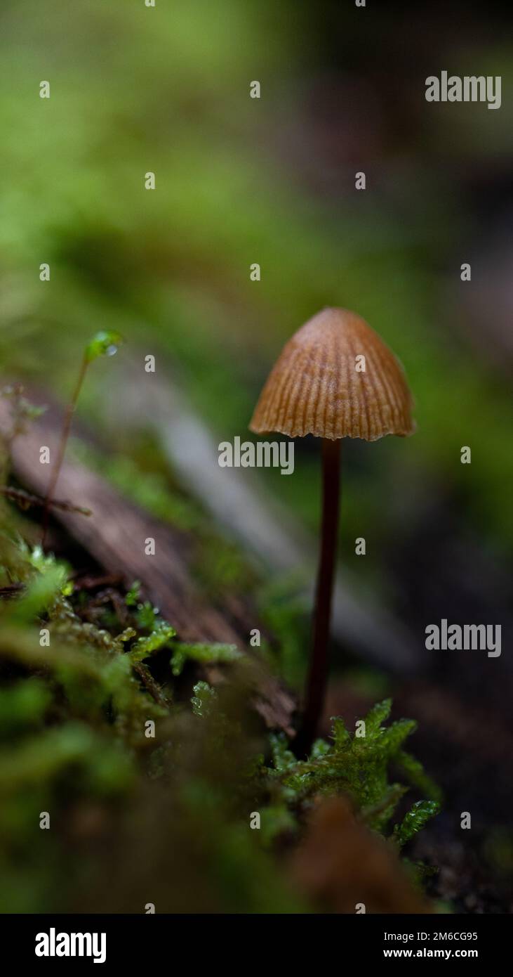 A vertical closeup of a Galerina fungus on a mossy surface in a forest ...