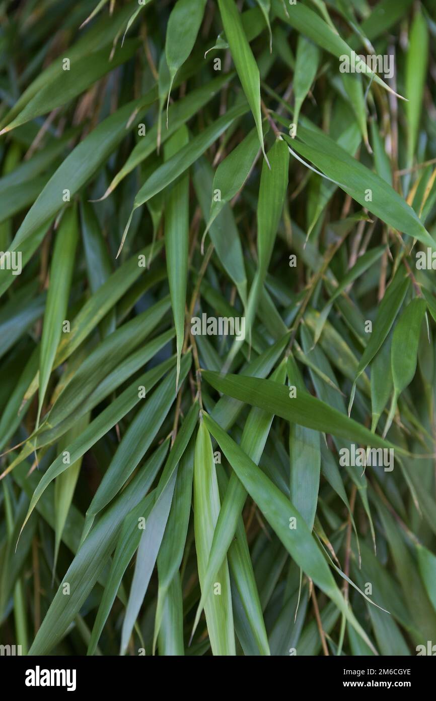The texture of a small elongated tree foliage. Close-up, detail Stock Photo