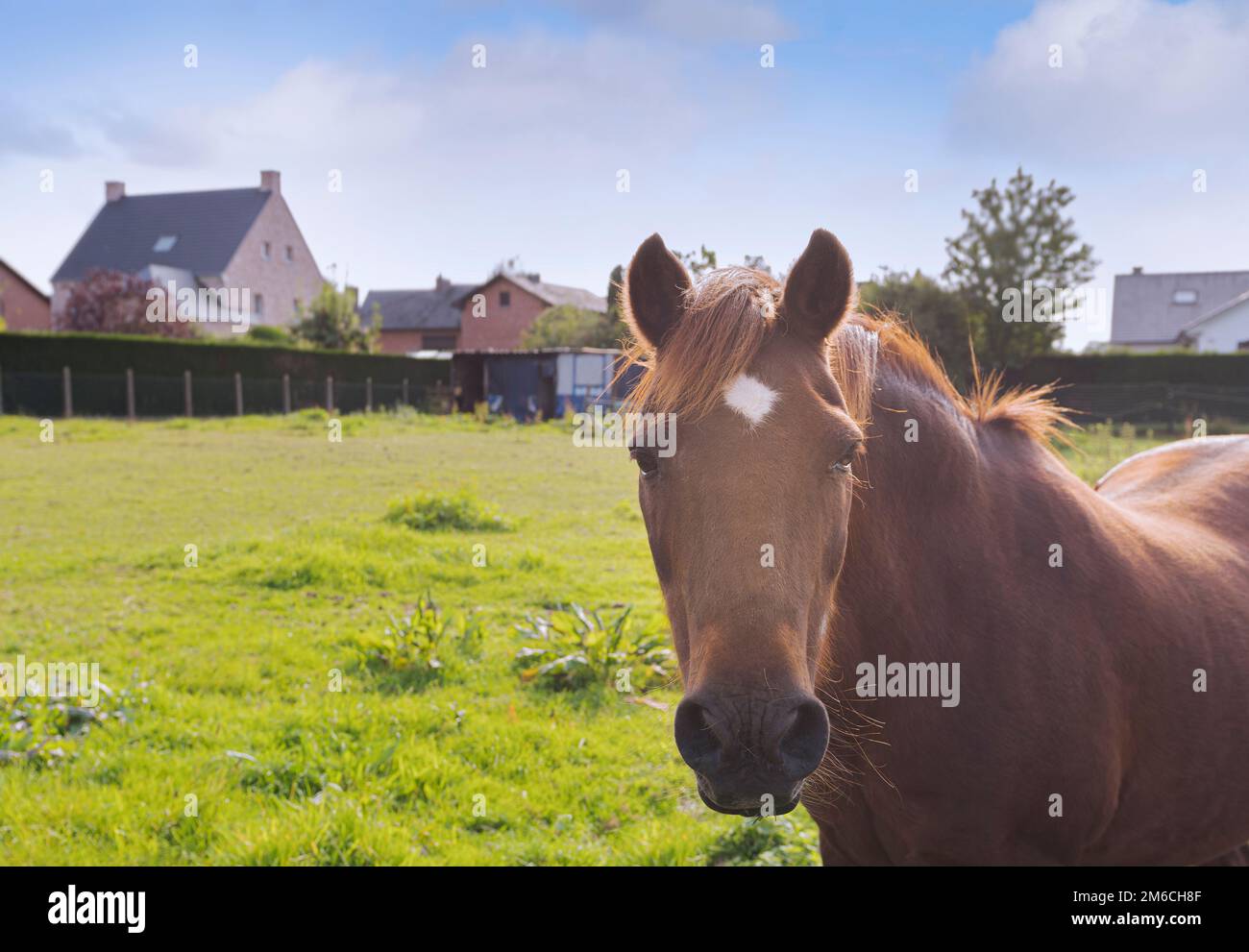 Brown horse in the field against the background of rural houses and blue sky. Copy space Stock Photo