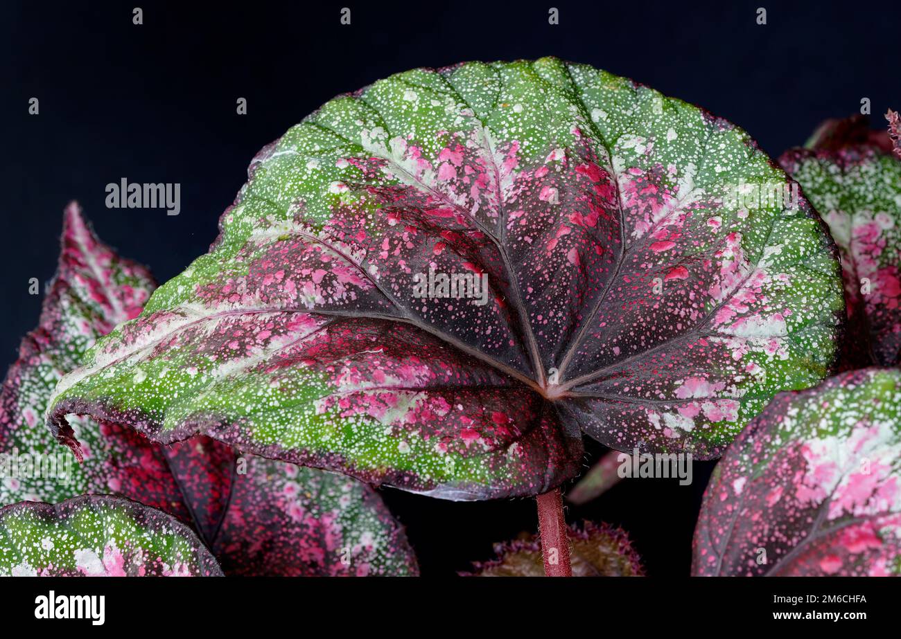 close up of colorful begonia leaves of purple and green Stock Photo