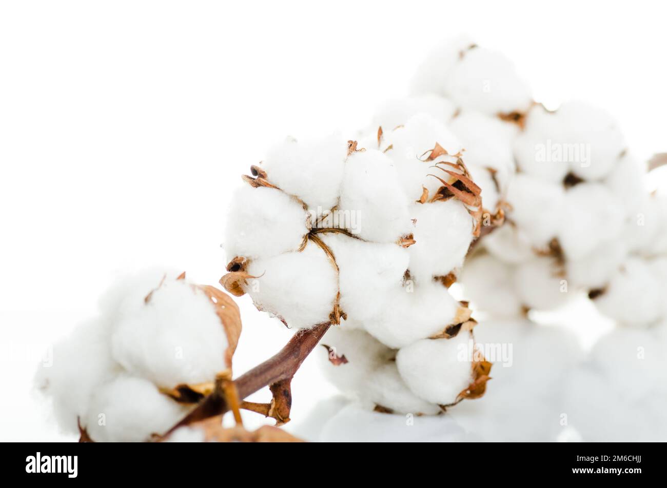 Cotton plant flower isolated on white background Stock Photo - Alamy