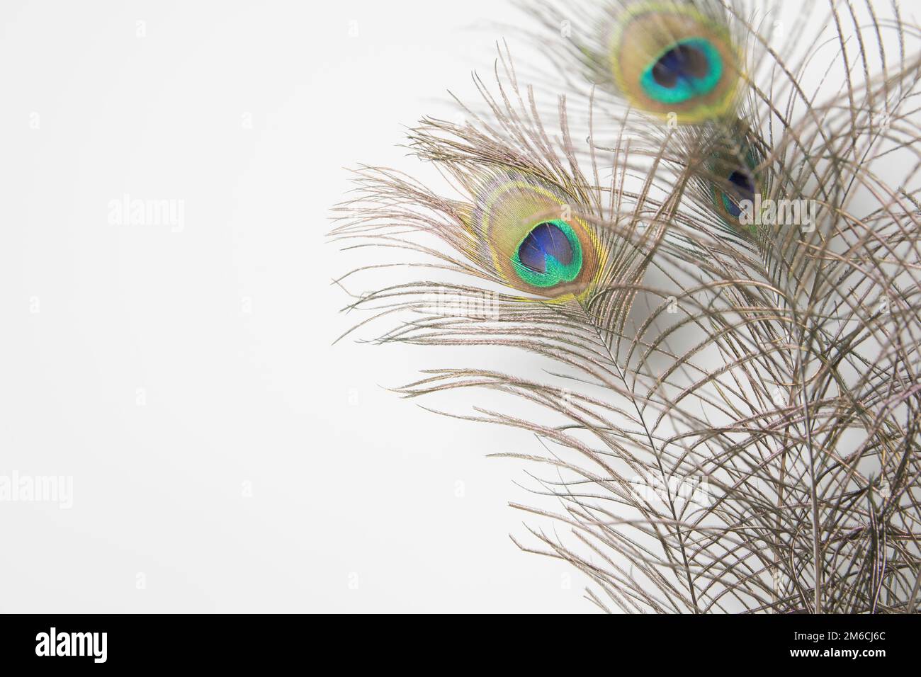 Peacock feather isolated on white. Close-up Stock Photo