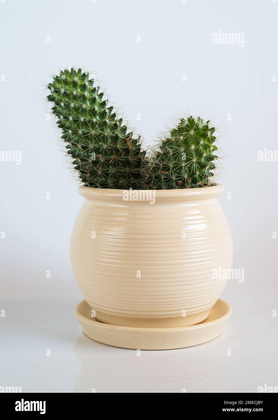 Cactus in white pot on white background Stock Photo - Alamy