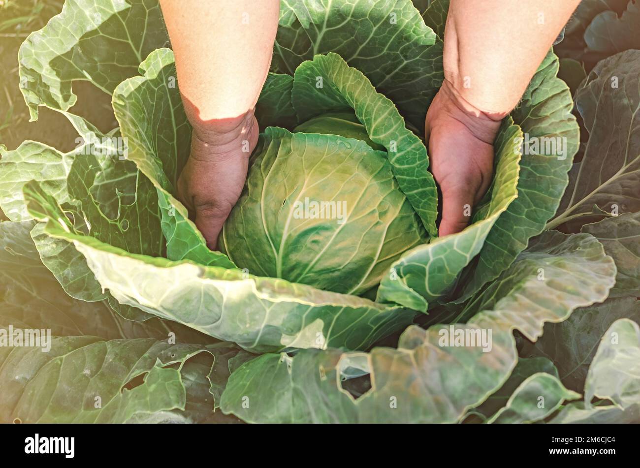 Harvesting cabbage. in the hands of white cabbage Stock Photo Alamy