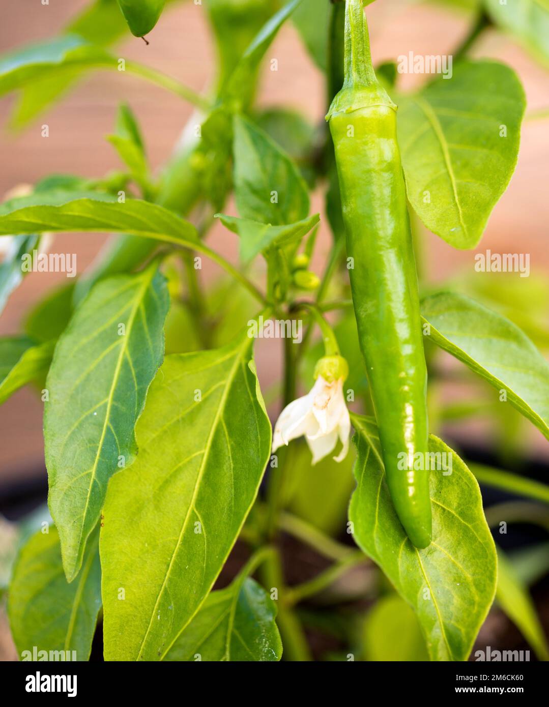 Potted Banana Pepper Plant Long Green Vegetable Stock Photo Alamy